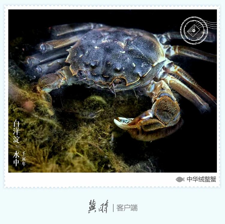 白洋淀： 魚翔淺底 綠水逶迤