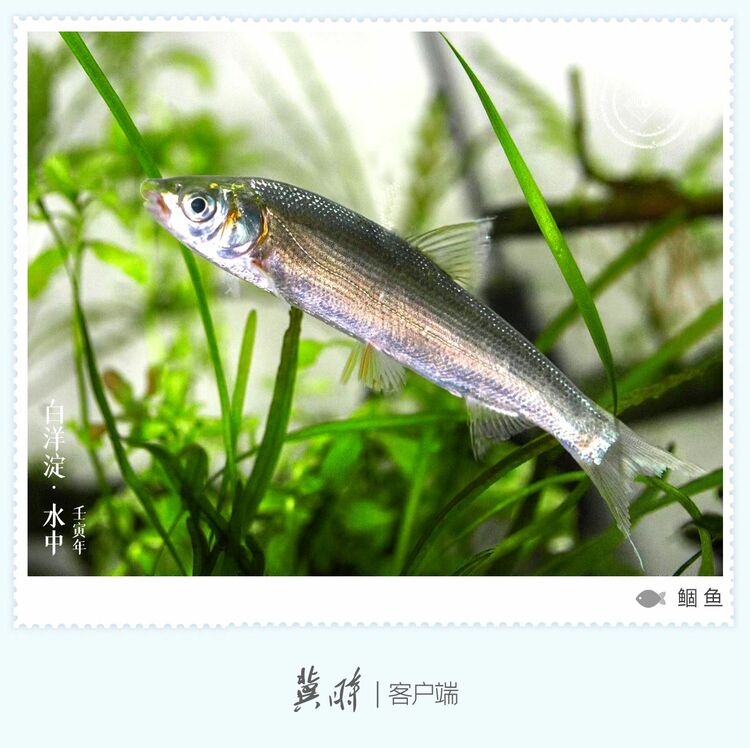 白洋淀： 魚翔淺底 綠水逶迤