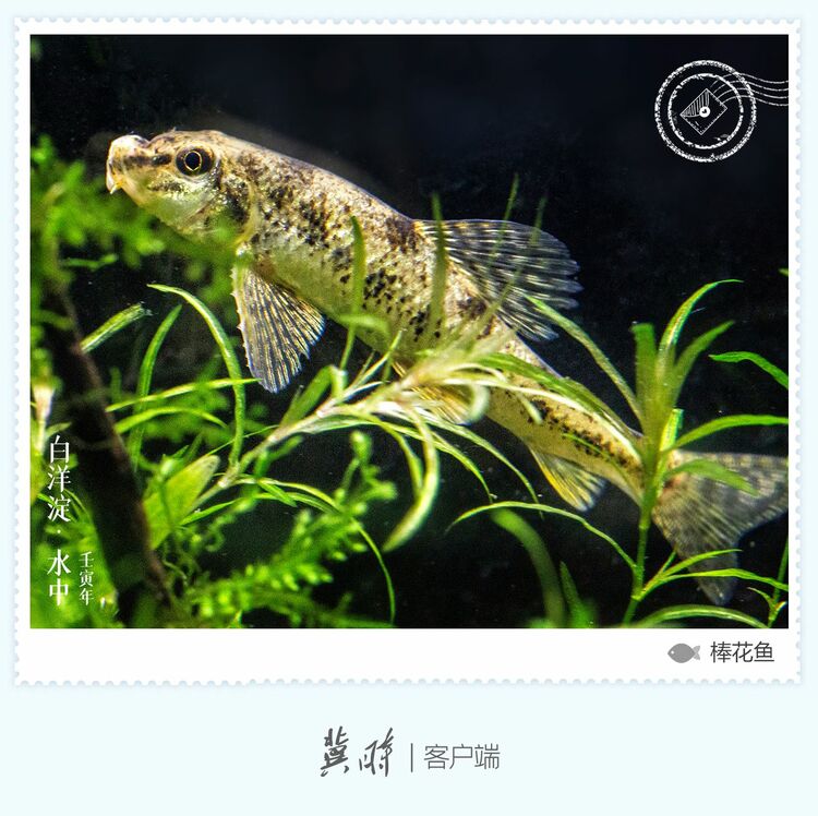 白洋淀： 魚翔淺底 綠水逶迤