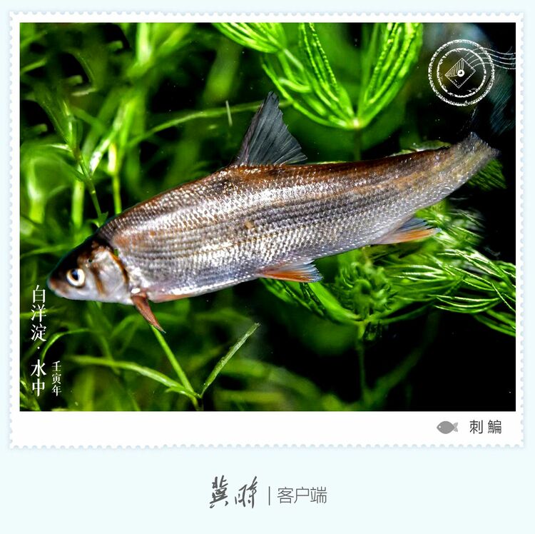 白洋淀： 魚翔淺底 綠水逶迤