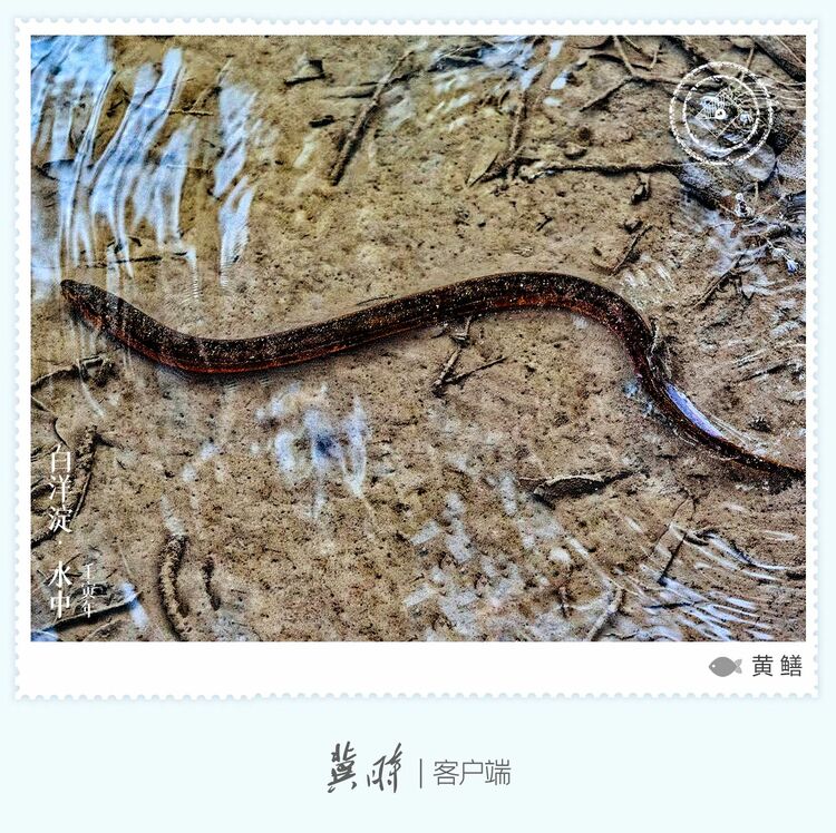 白洋淀： 魚翔淺底 綠水逶迤