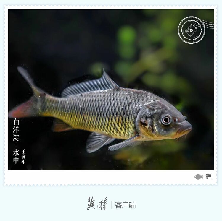 白洋淀： 魚翔淺底 綠水逶迤