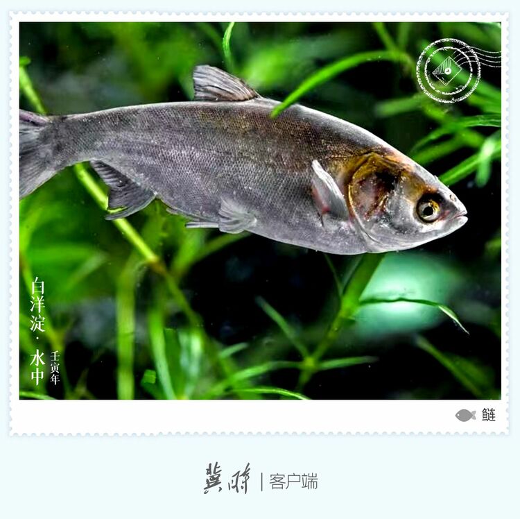 白洋淀： 魚翔淺底 綠水逶迤