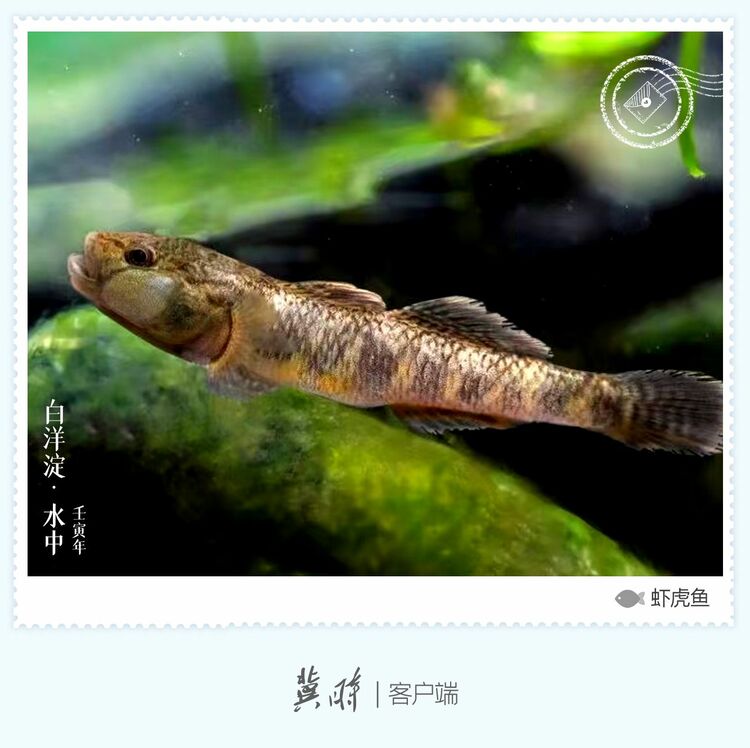 白洋淀： 魚翔淺底 綠水逶迤