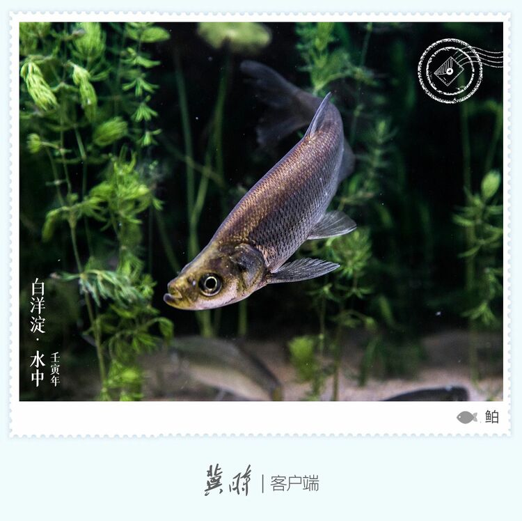 白洋淀： 魚翔淺底 綠水逶迤