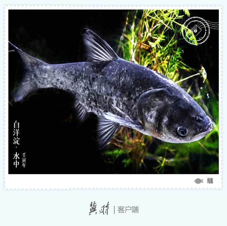 白洋淀： 魚翔淺底 綠水逶迤