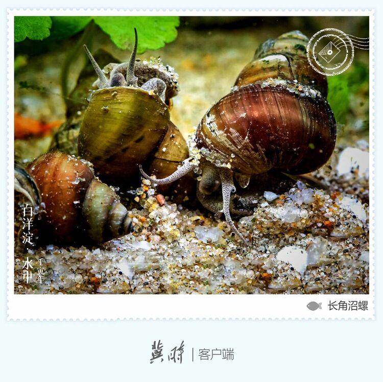 白洋淀： 魚翔淺底 綠水逶迤