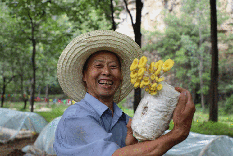 鄉村振興進行時｜河北：種出來的幸福感 “果”真甜！