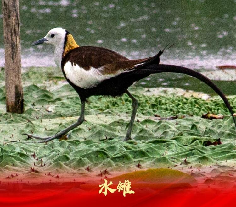 白洋淀：走進“鳥類天堂”