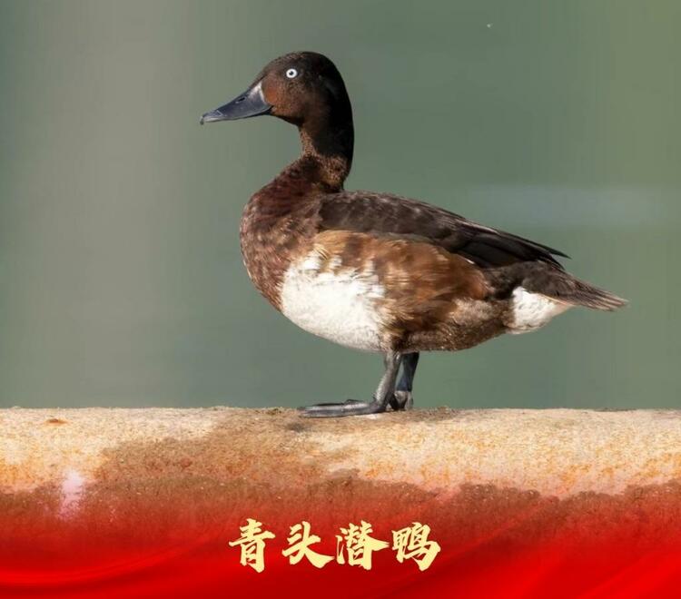 白洋淀：走進“鳥類天堂”