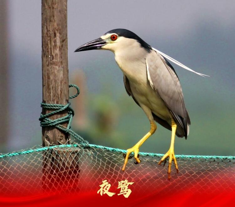 白洋淀：走進“鳥類天堂”