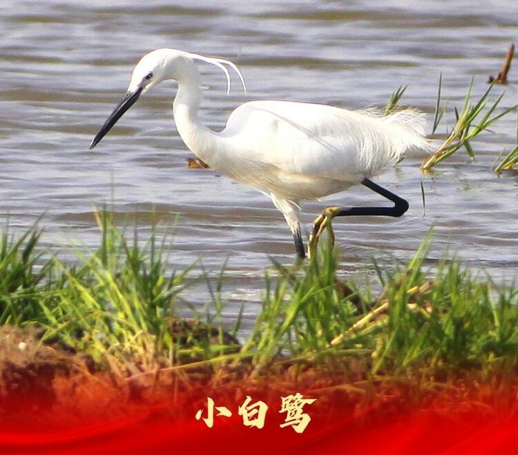 白洋淀：走進“鳥類天堂”