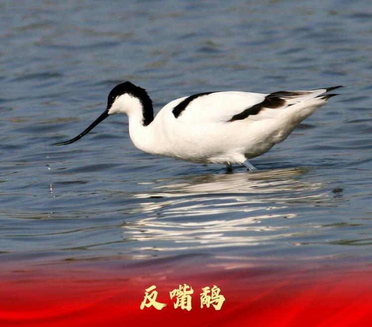 白洋淀：走進“鳥類天堂”