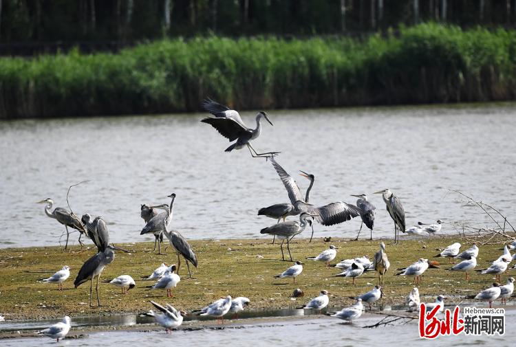 河北懷來：夏日濕地鳥歡歌_fororder_懷來3