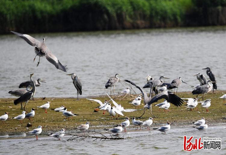 河北懷來：夏日濕地鳥歡歌_fororder_懷來2