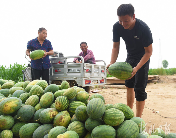 河北邢臺經濟開發區：西瓜俏銷 沙地生“金”_fororder_西瓜4