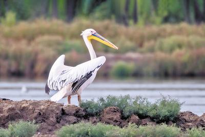 白鵜鶘首次現身曹妃甸濕地 河北國家一級保護動物再添新物種