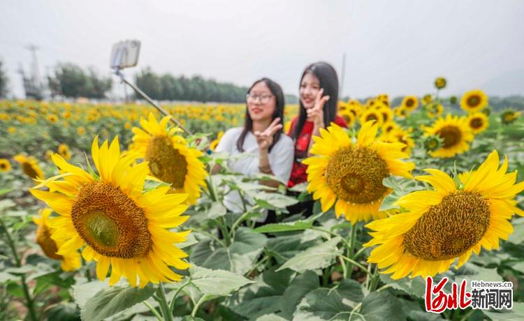 河北遵化：向日葵盛放，隨手一拍就是風景