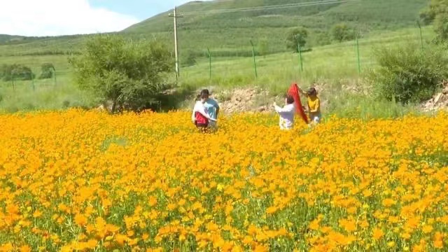 張家口崇禮：金蓮花開成“致富花”_fororder_12