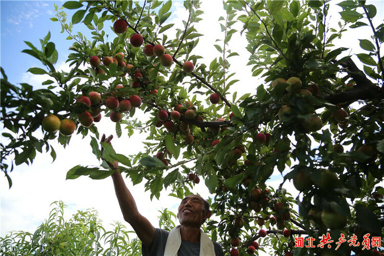 河北遷安：水果獲豐收 果農笑開顏