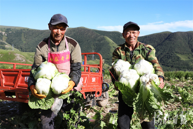 河北蔚縣：高山雨露旱地大白菜豐收