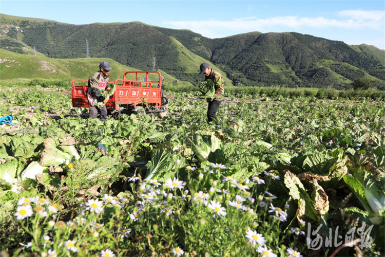 河北蔚縣：高山雨露旱地大白菜豐收