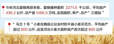 1486.5萬噸！河北夏糧産量再創新高