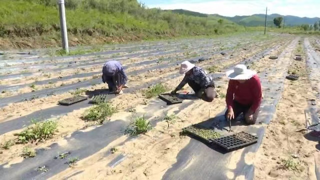 張家口崇禮：金蓮花開成“致富花”