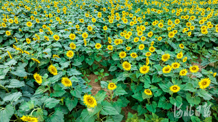 邯鄲市復興區：油葵花海正燦爛