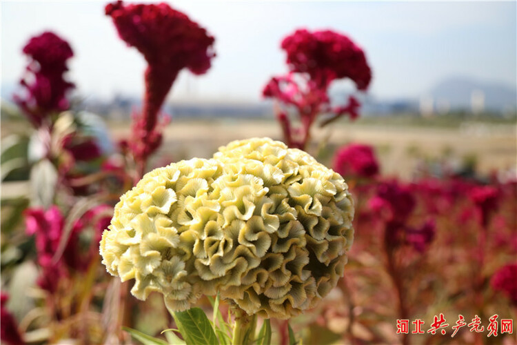 河北遷安：雞冠花映紅鄉村振興路