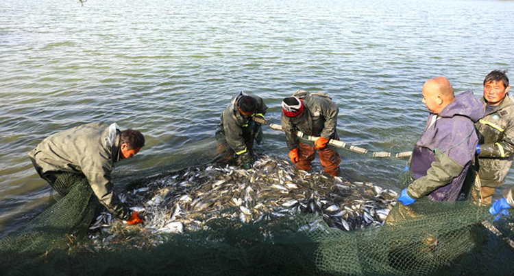 河北衡水：呵護一湖碧水 走出生態特色發展之路