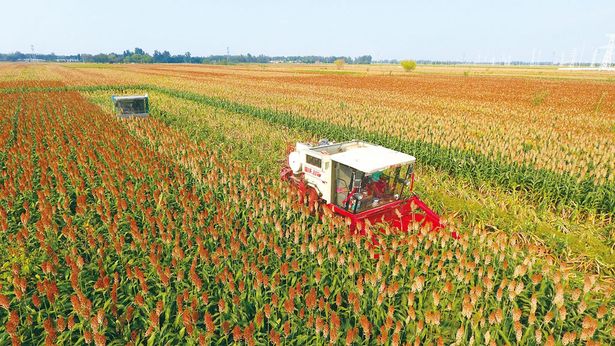 河北省阜城縣引導農民發展釀酒高粱種植有效帶動農業增效、農民增收