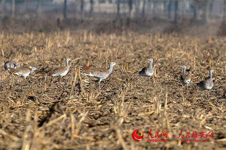 “國寶”偏愛來這裡過冬 燕趙大地變棲息天堂