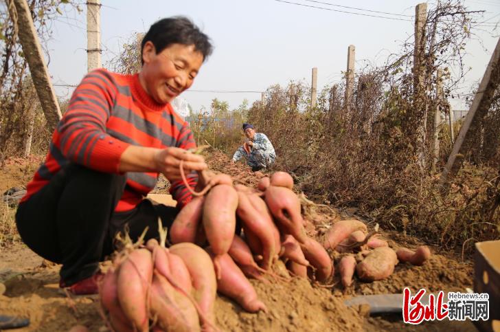 河北遷安：紅薯喜豐收 金秋收穫忙