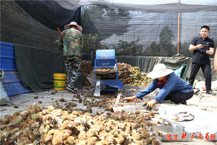 河北遷安：栗農笑開顏