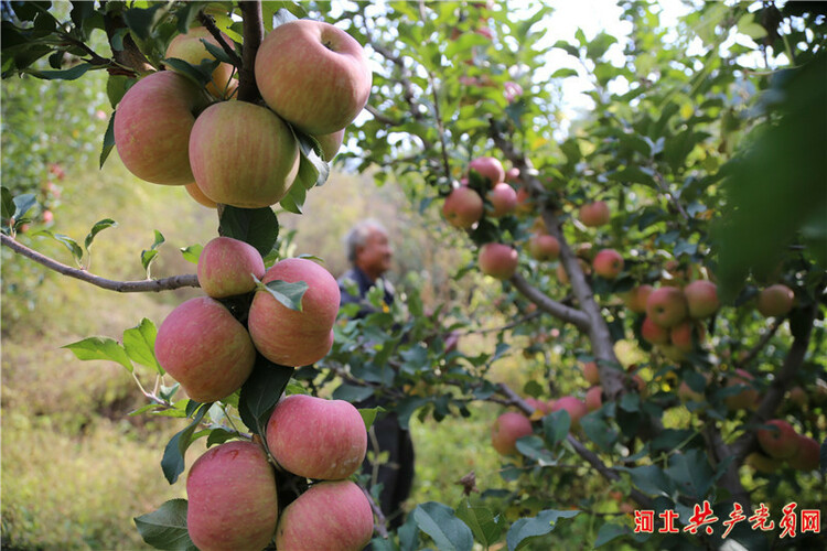 河北遷安：蘋果飄香挂滿枝 映紅百姓增收路