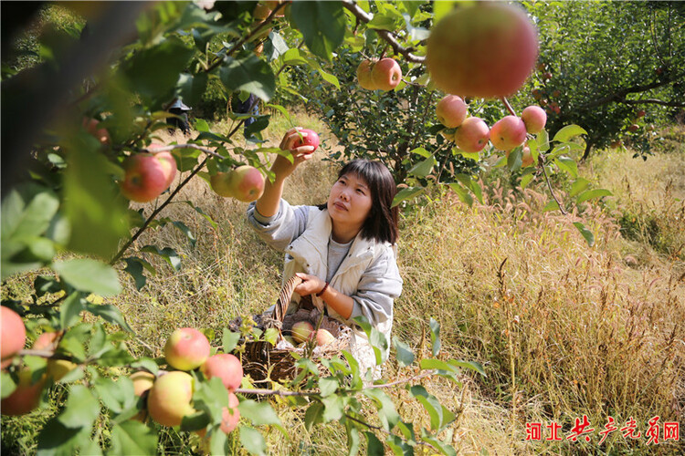 河北遷安：蘋果飄香挂滿枝 映紅百姓增收路