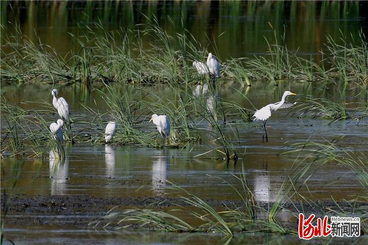 河北遷安：黃臺水美白鷺飛