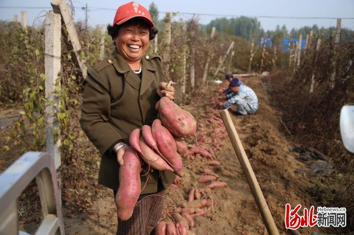 河北遷安：紅薯喜豐收 金秋收穫忙