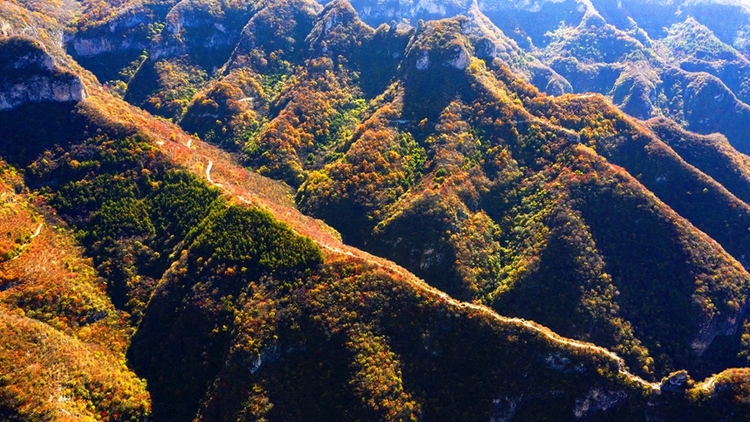 【中首圖】邯鄲涉縣：層林盡染秋韻濃 太行紅葉遍山崗