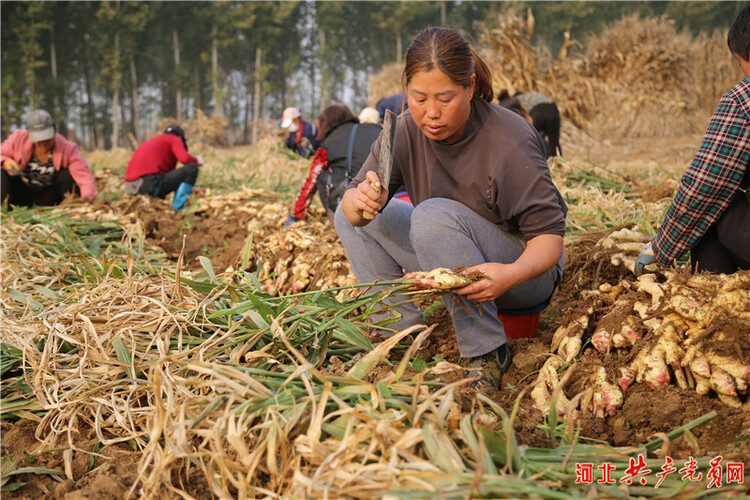 河北遷安：村企聯建美好“姜”來