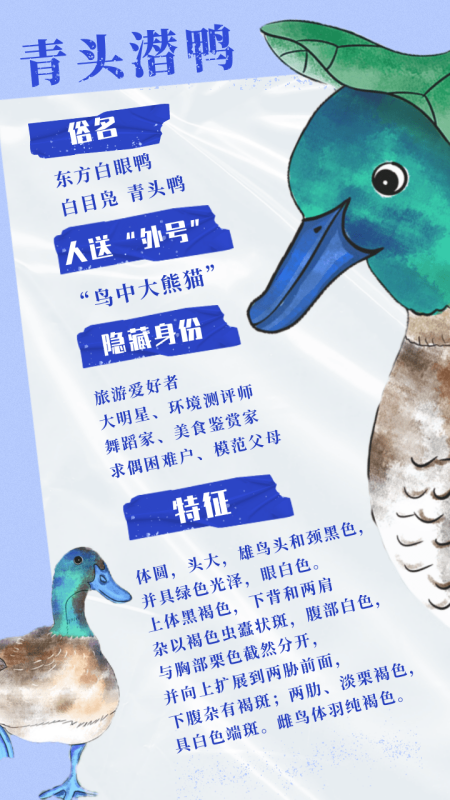 “鳥中大熊貓”青頭潛鴨身份大揭秘