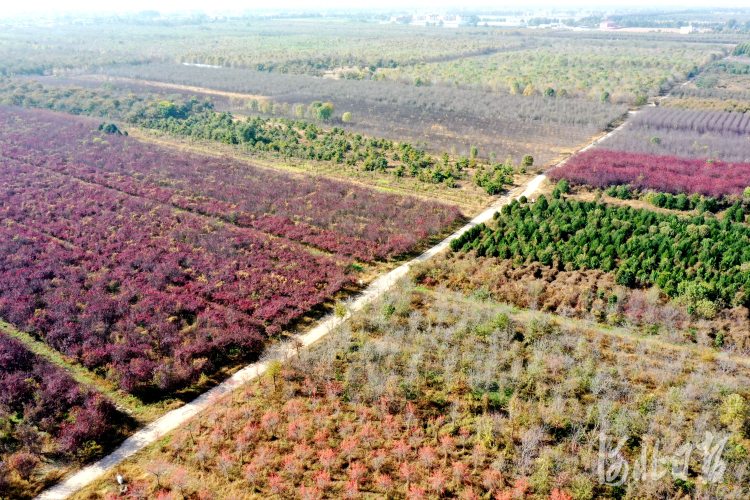 石家莊市欒城區：斑斕彩林染深秋