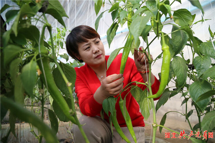 河北遷安：做好低溫棚管 保障菜籃子安全