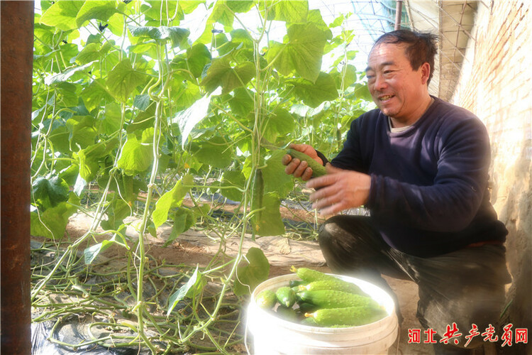 河北遷安：做好低溫棚管 保障菜籃子安全