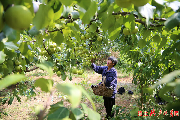 河北遷安尚莊村：黨旗映紅合作社 民富村強産業興