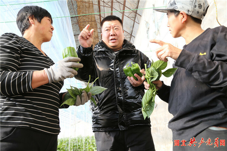 河北遷安：做好低溫棚管 保障菜籃子安全