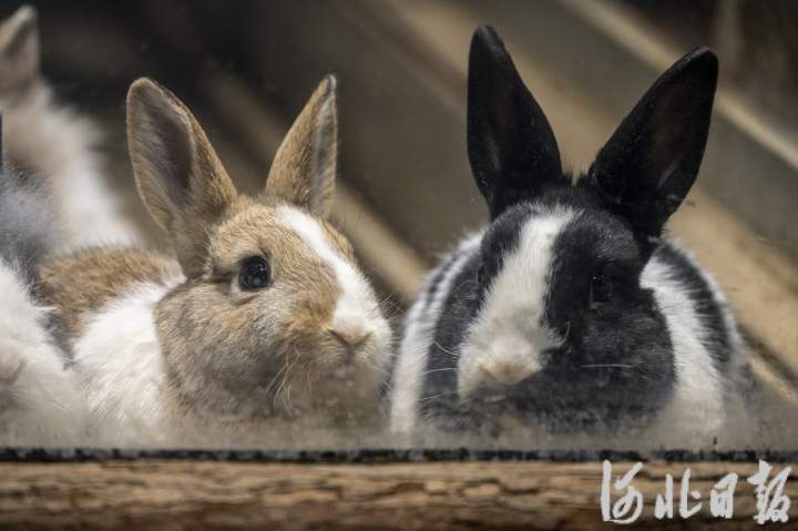 石家莊動物園來了呆萌兔_fororder_2