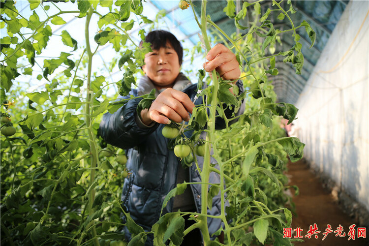 河北遷安：特色蔬菜“搶鮮”上市助農增收