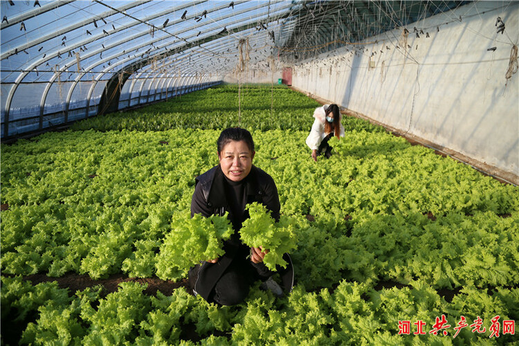 河北遷安：特色蔬菜“搶鮮”上市助農增收